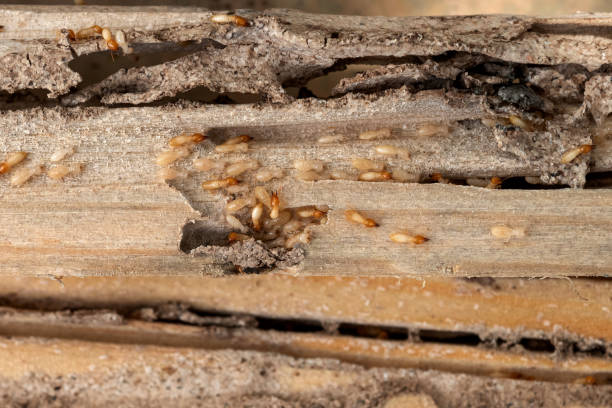 Wasp Removal Services in Waterman, IL