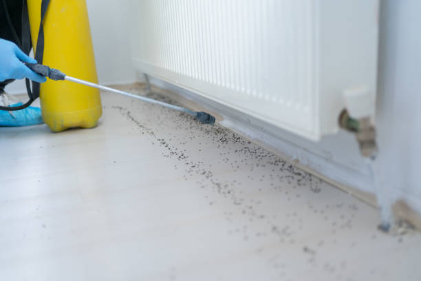 Trusted Waterman, IL Pest Control Experts